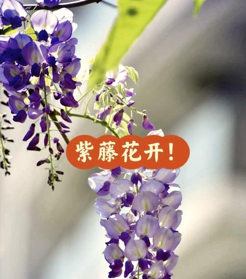 大叶兰花藤的花语有何含义？