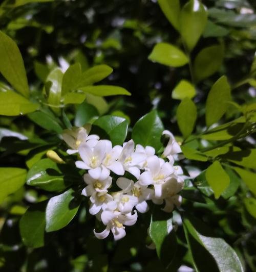 大叶兰花藤的花语有何含义？