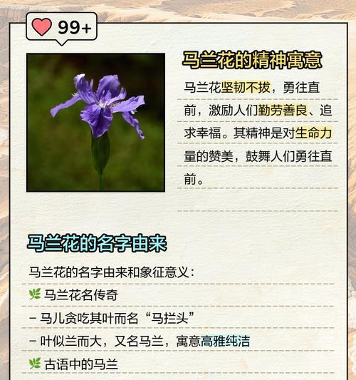 小花花语名称有哪些？