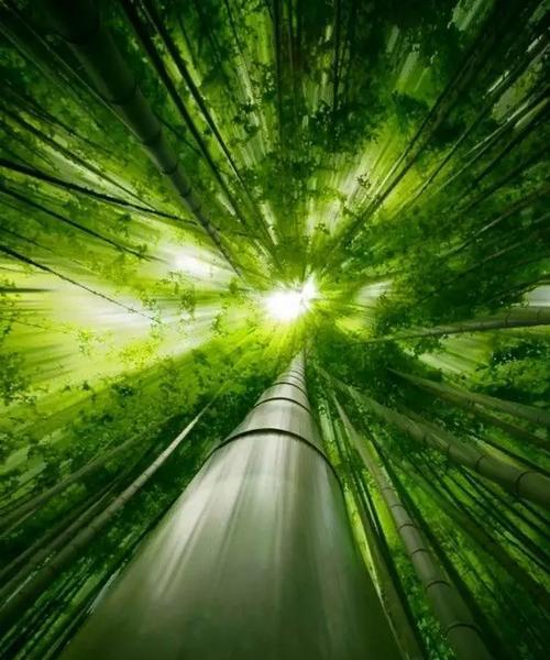 竹的花语代表什么？竹子的含义是什么？
