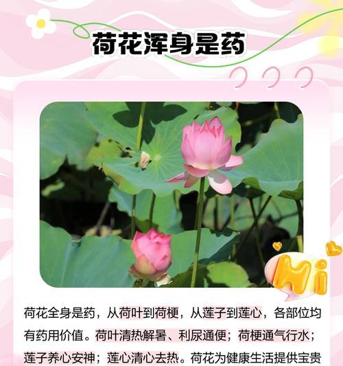 荷花表白的花语和寓意是什么？它在爱情中扮演了什么角色？