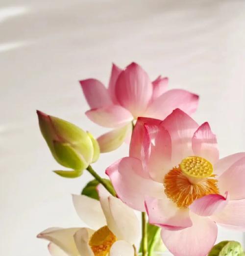 荷花表白的花语和寓意是什么？它在爱情中扮演了什么角色？