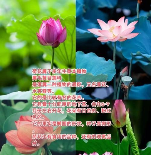 荷花表白的花语和寓意是什么？它在爱情中扮演了什么角色？