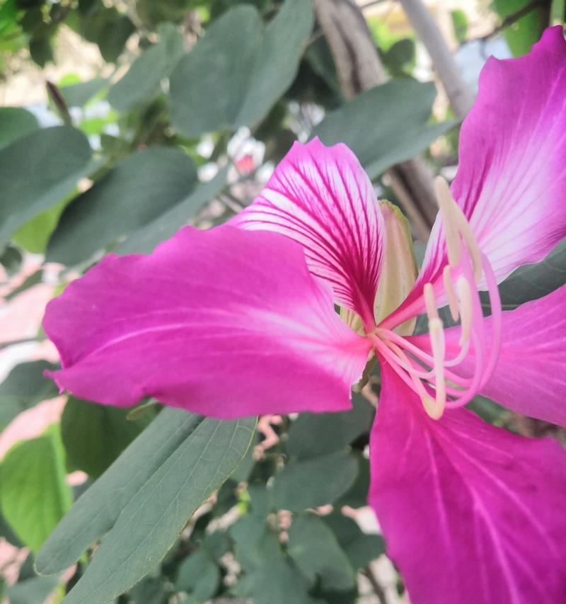 哪种树的花语代表了亲情？