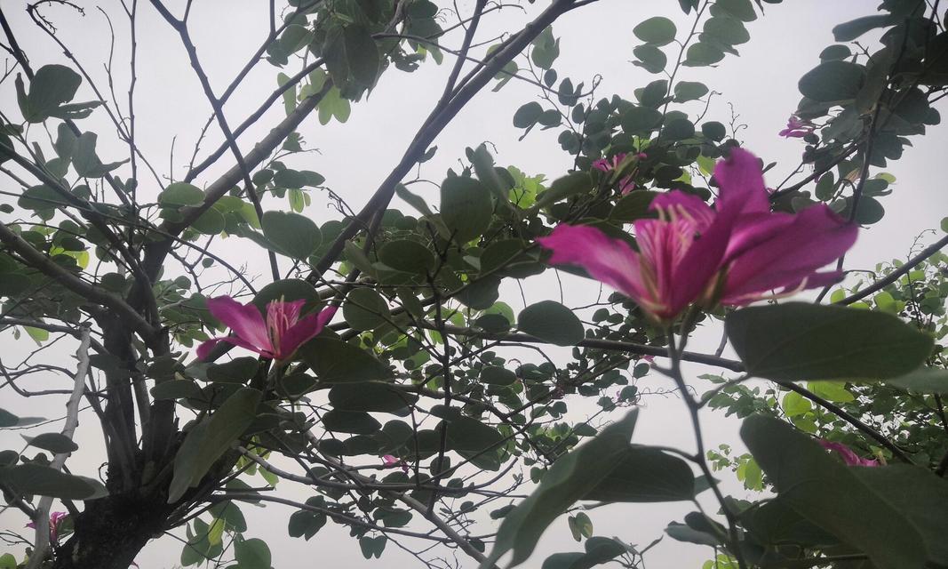 哪种树的花语代表了亲情？