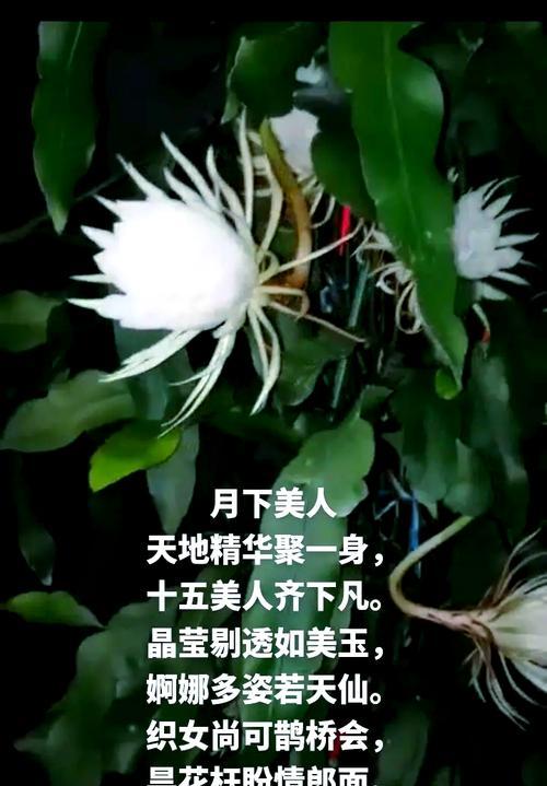 昙花的花语背后有什么故事？
