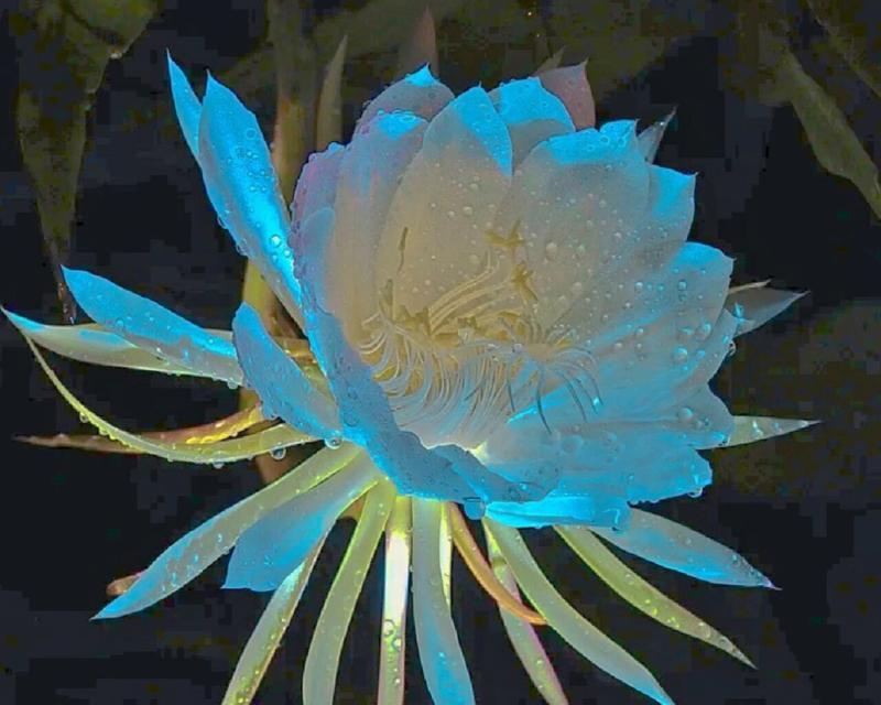 昙花的花语背后有什么故事？
