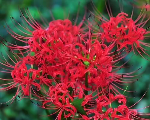 孤僻阴冷的花语是什么呢？哪种花代表孤独和冷漠？