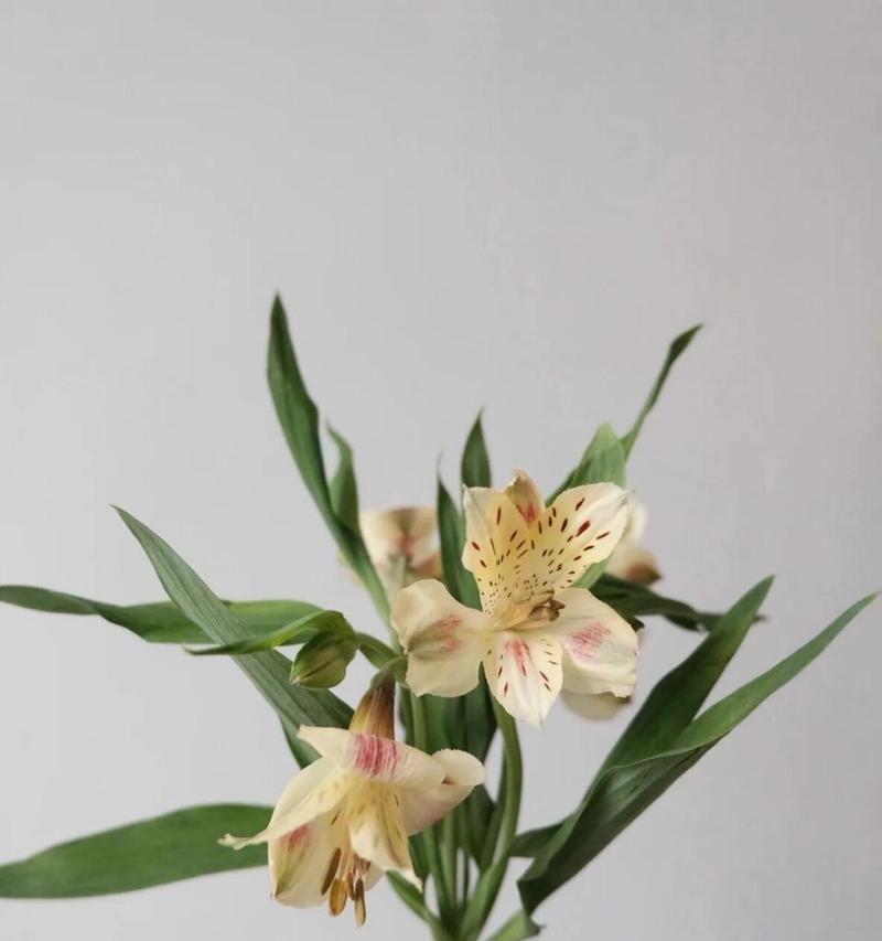 野性水仙的花语代表了什么？