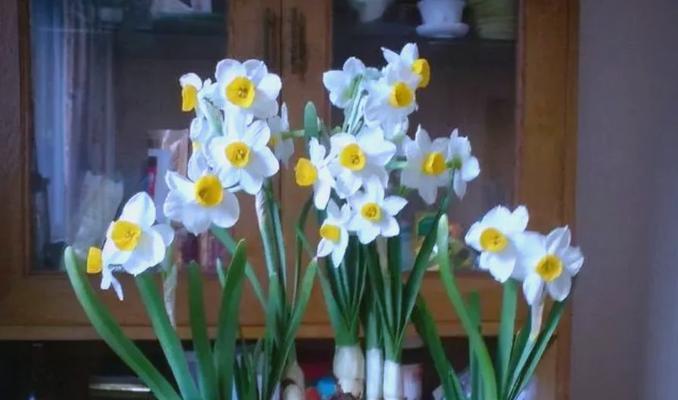 野性水仙的花语代表了什么？