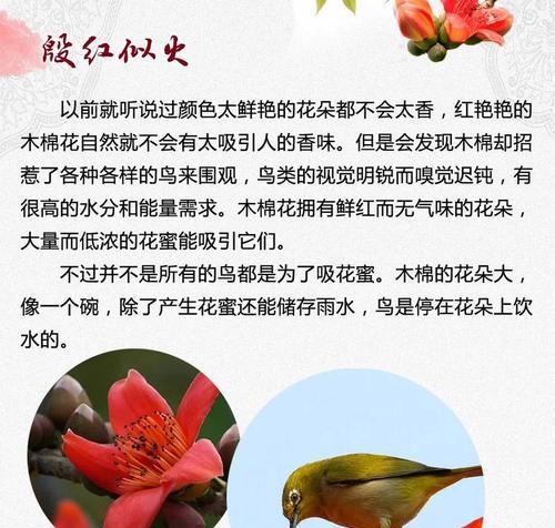 关注过我的花语有何含义？关注过我的花语代表什么？