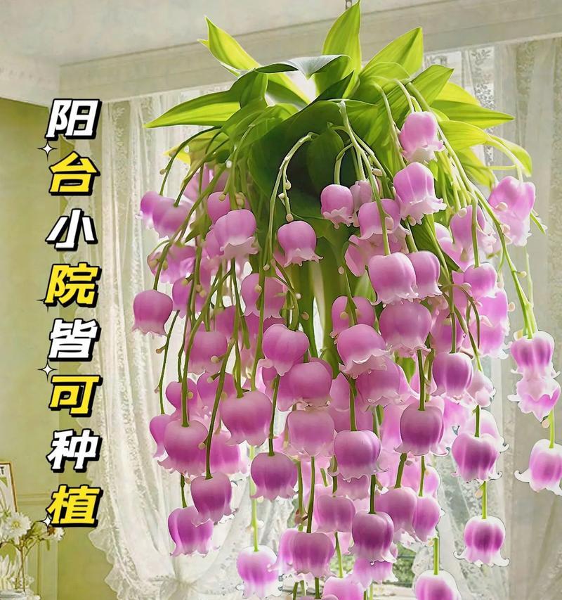 铃兰有哪些不同的花语？