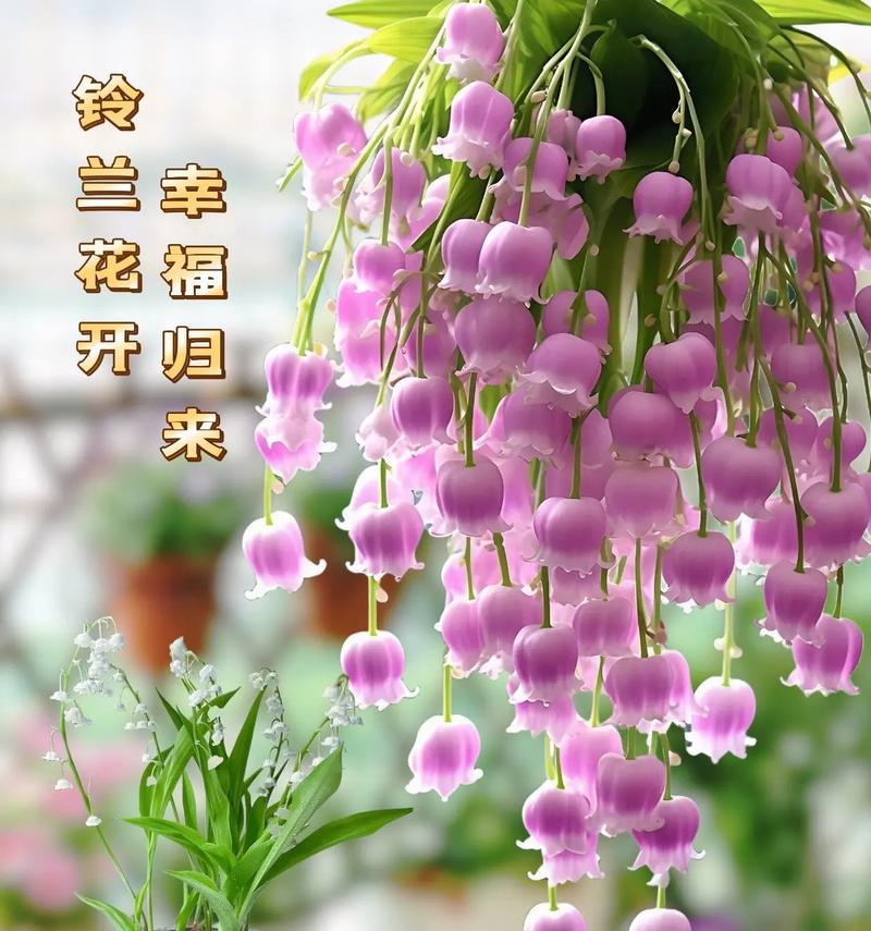 铃兰有哪些不同的花语？