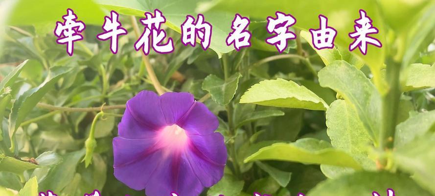 永远在你身后的花语代表什么？