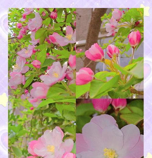 永远在你身后的花语代表什么？