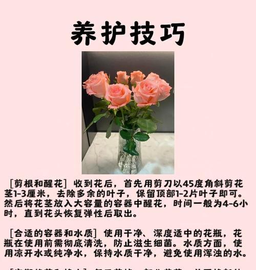 玫瑰在英格兰代表的花语是什么？