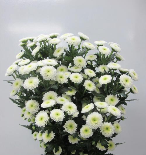 土培雏菊的花语有何特别之处？