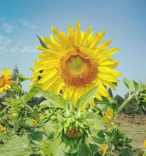 太阳女神寄来的花语代表什么含义？