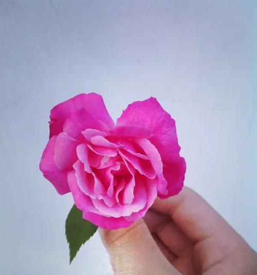 太阳女神寄来的花语代表什么含义？