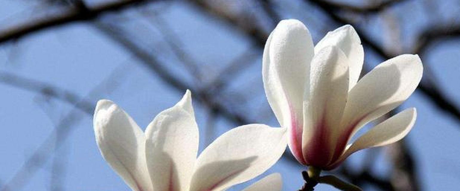 诸葛花的花语有哪些？它象征着什么？