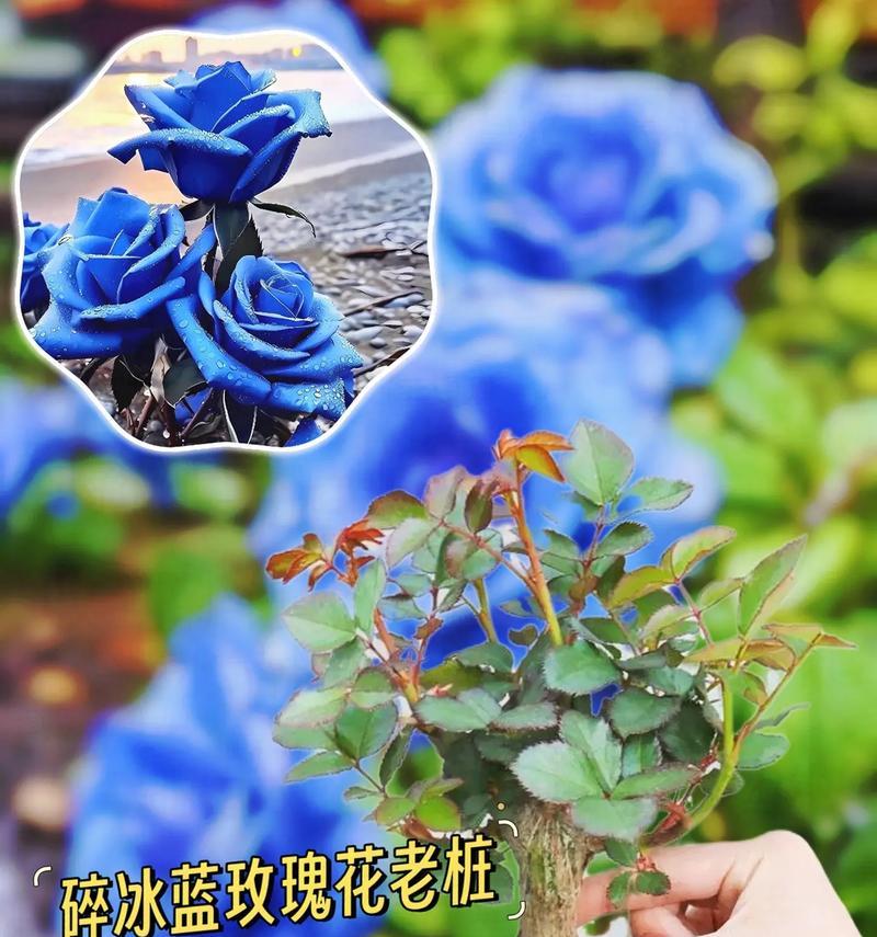 蓝色和黄色组合的花语是什么？
