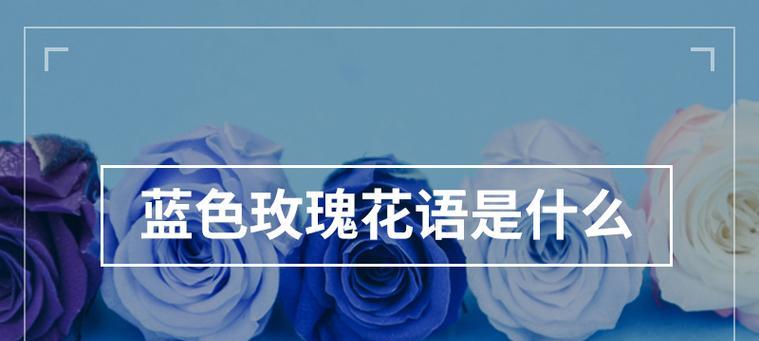 蓝色和黄色组合的花语是什么？