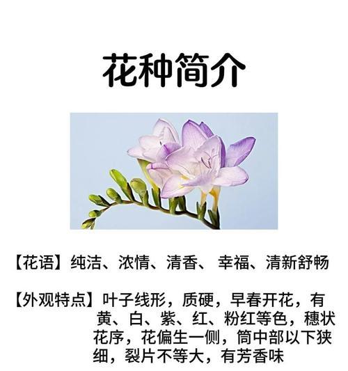 雅倩广告的花语是什么意思？它传达了怎样的信息？