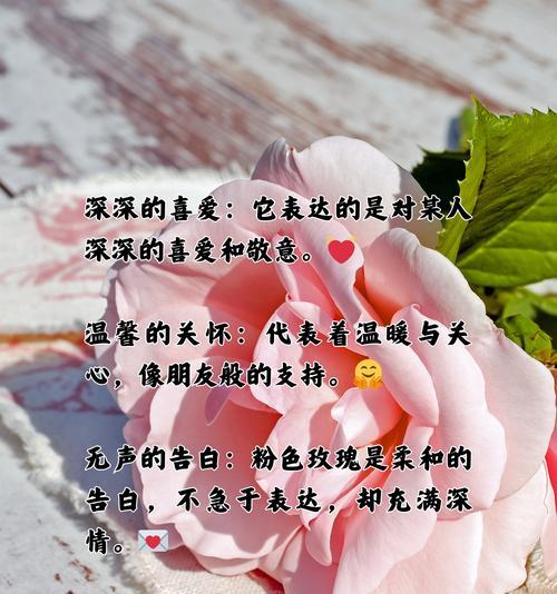 玫瑰花的花语能给女孩传达什么道理？