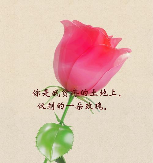 玫瑰花的花语能给女孩传达什么道理？