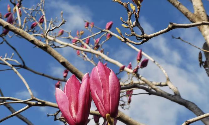 哪种花象征着蜕变？