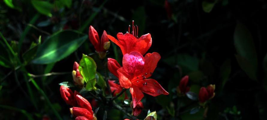 倒挂金钟的花语代表了什么？