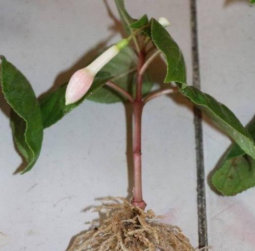 倒挂金钟的花语代表了什么？