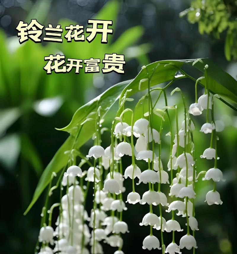 蓝铃兰花的花语有何寓意？