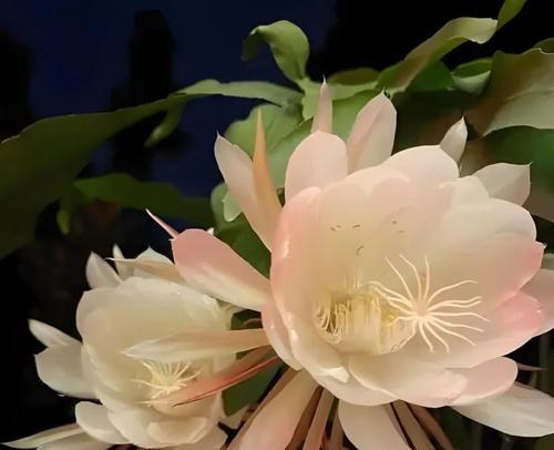 哪种花的花语代表虚幻？
