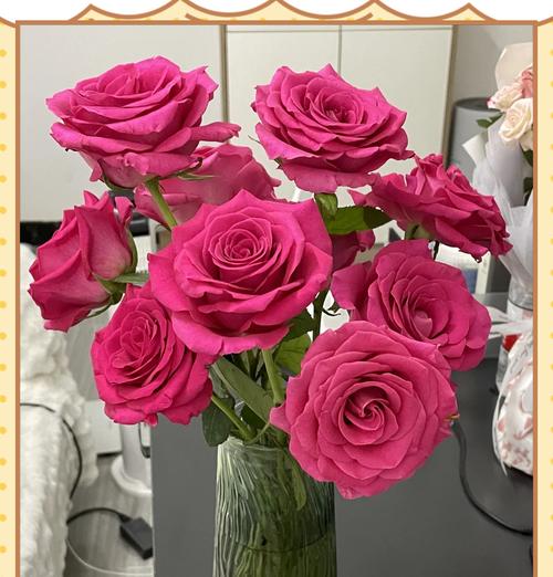 佛洛伊德玫瑰的花语有何深意？它们象征着什么？