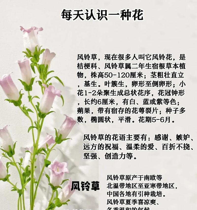 风铃铃兰的花语有哪些独特之处？