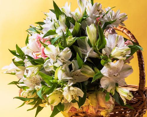 师生送什么花语？哪种花适合表达敬意？