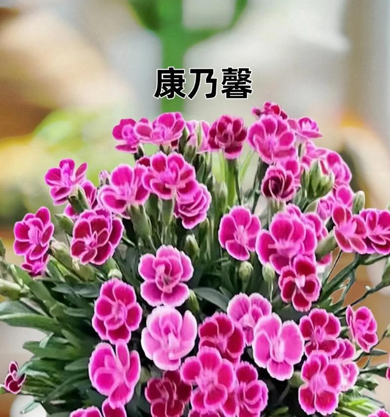 师生送什么花语？哪种花适合表达敬意？