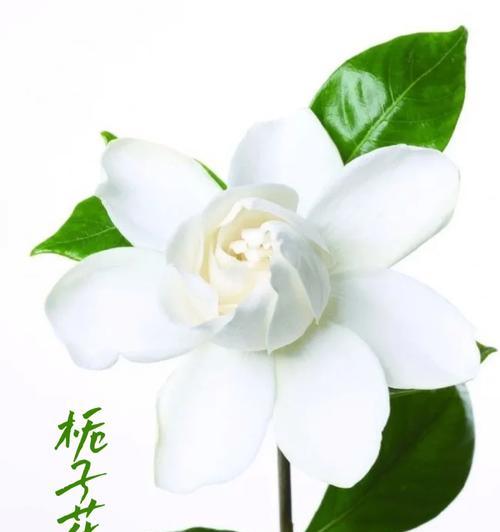 夏至时分，哪种花的花语最为应景？