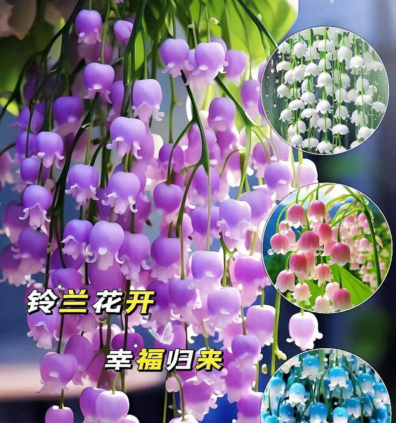 夏至时分，哪种花的花语最为应景？
