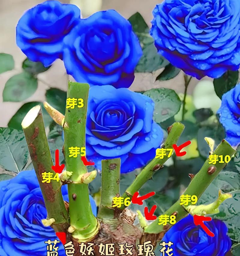 蓝玫瑰象征的意义是什么？