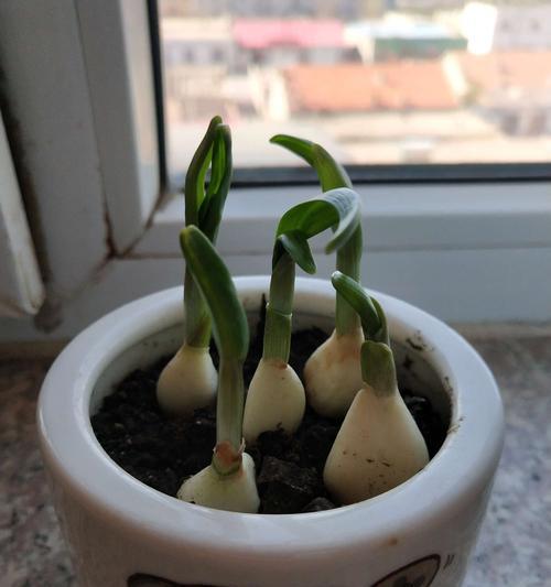 小蒜苗的花语有哪些？