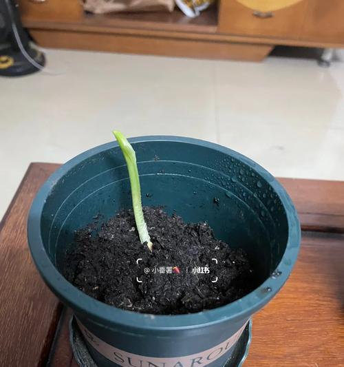小蒜苗的花语有哪些？