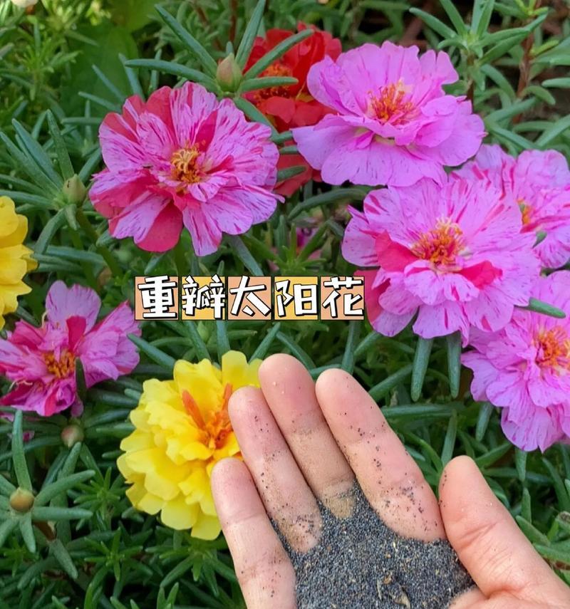光明未来的花语有何寓意？