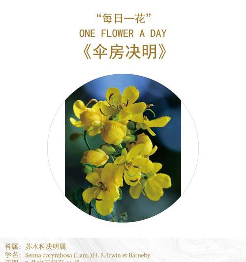 光明未来的花语有何寓意？