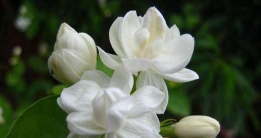 白沙烟的花语代表了哪种花？