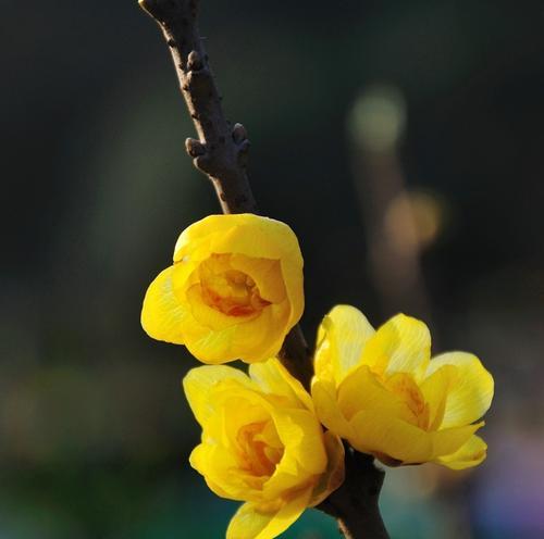 白沙烟的花语代表了哪种花？