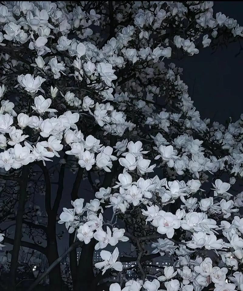 偶遇交际花的花语有何深意？