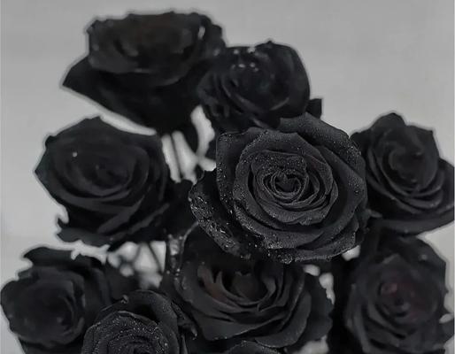 黑魔玫瑰的花语有何神秘之处？