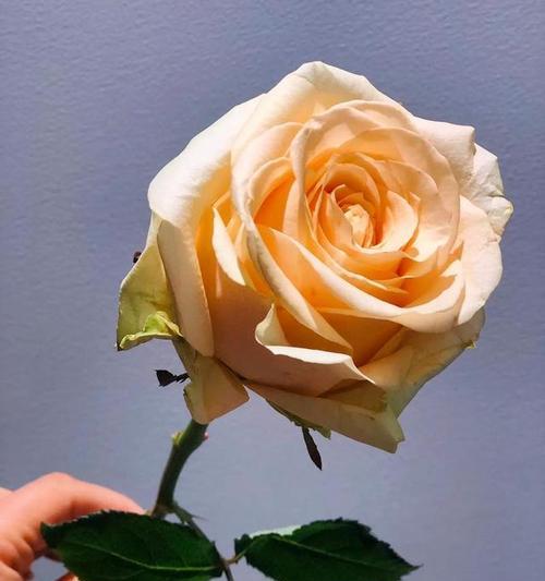 20朵香槟玫瑰的花语和寓意是什么？